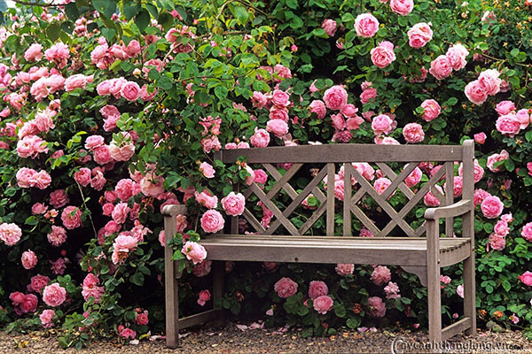 Kỹ thuật trồng Hoa hồng leo trổ hoa "mê mẩn lòng người"